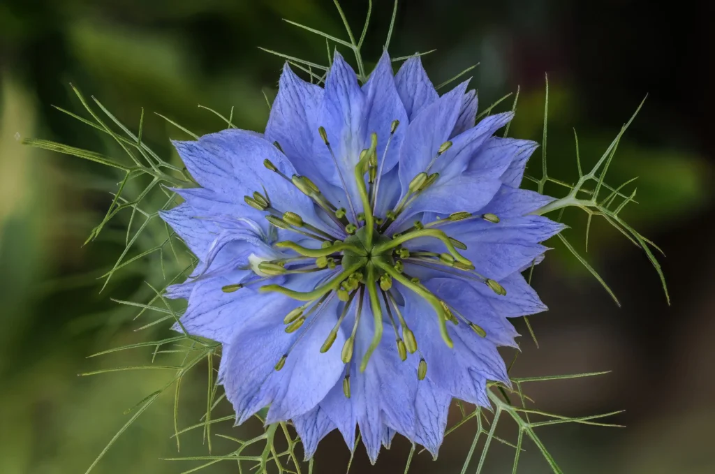 Nigella