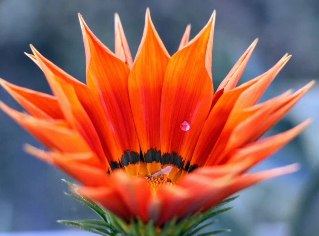 Orange Gazania