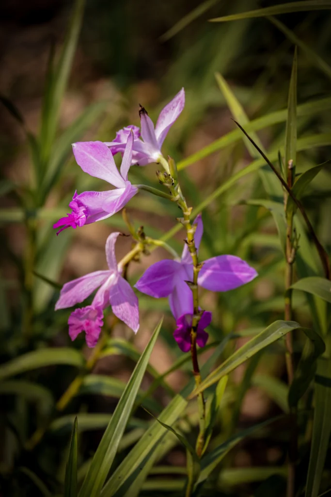 Reed Orchid