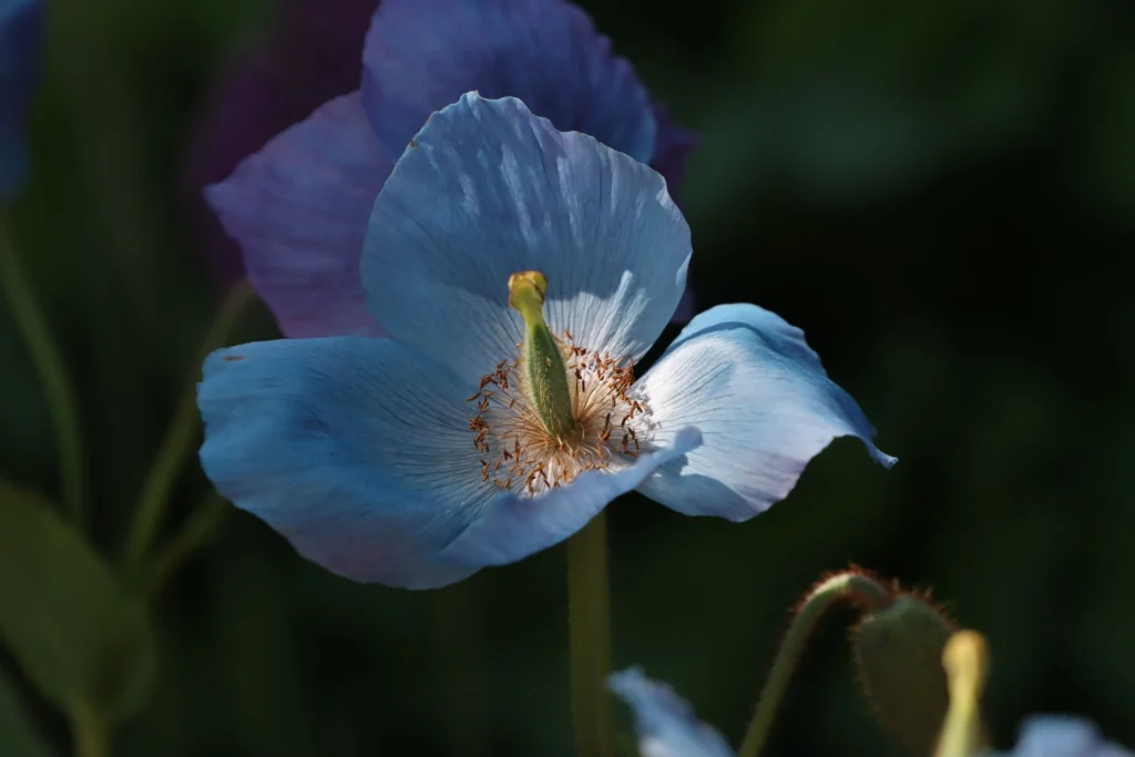 Himalayan Blue Poppy