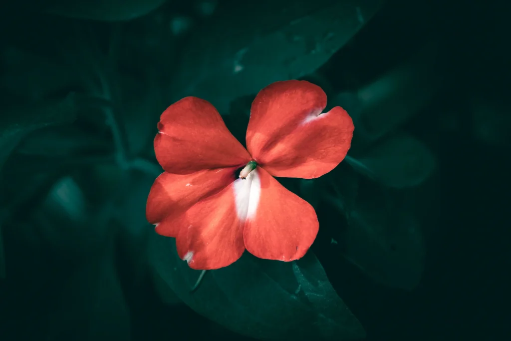 Orange Impatiens