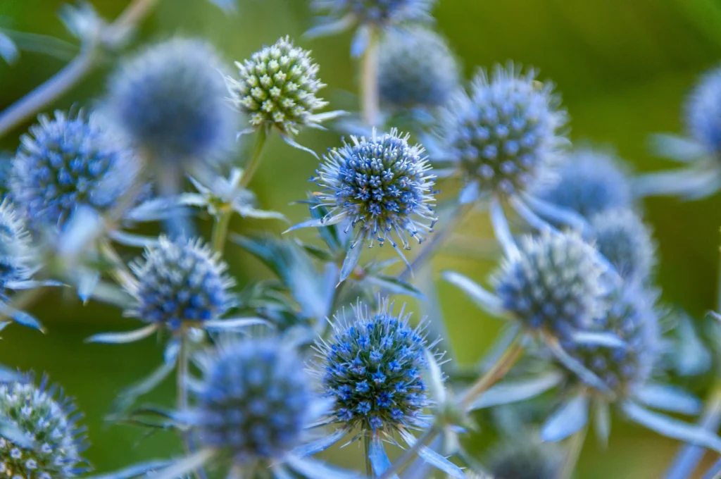 Blue Sea Holly