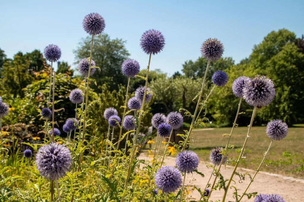 Blue Globe Thistle