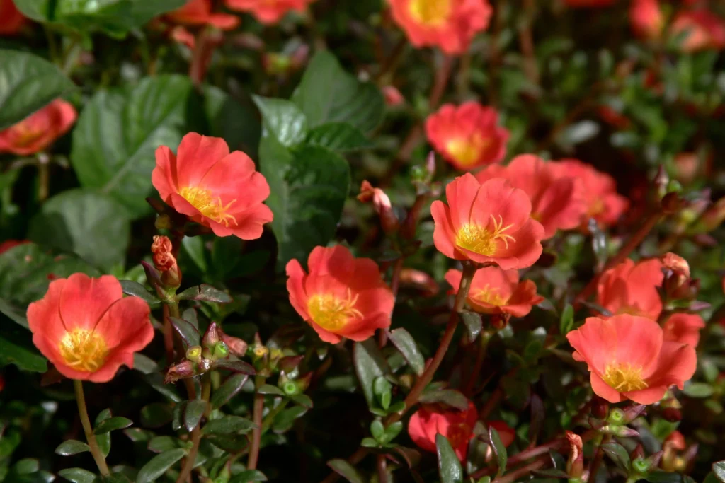 Orange Portulaca