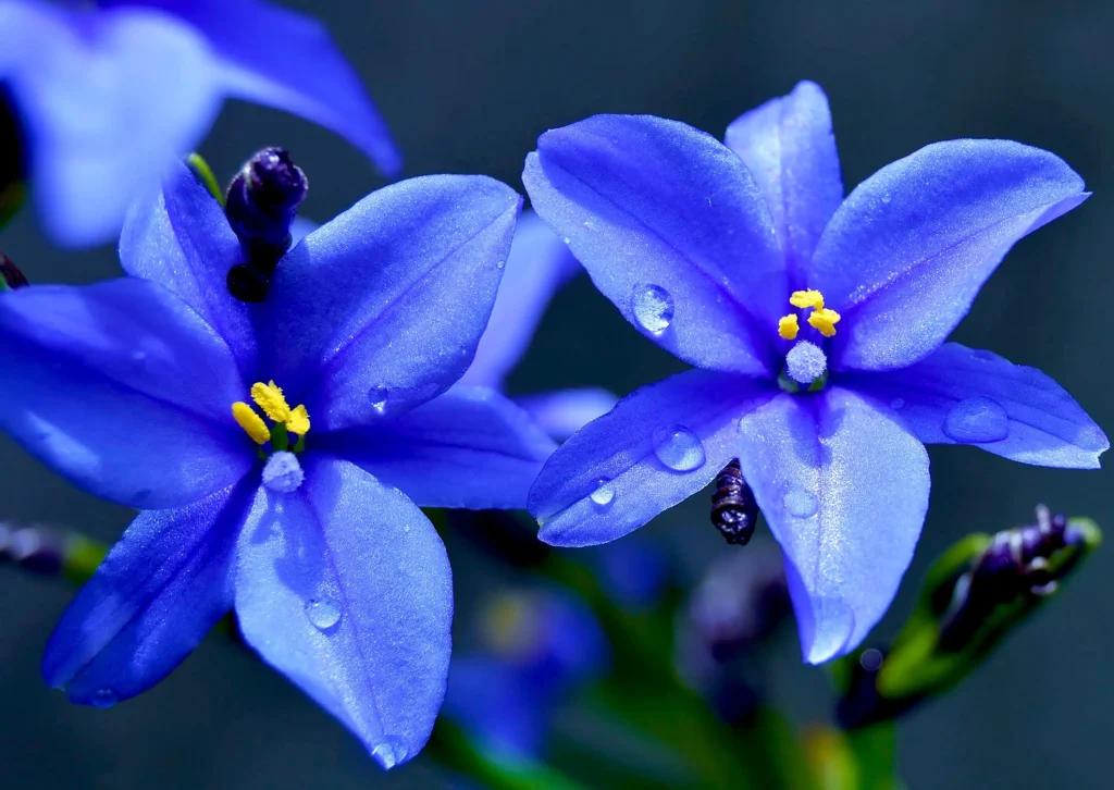 Blue Star Flower