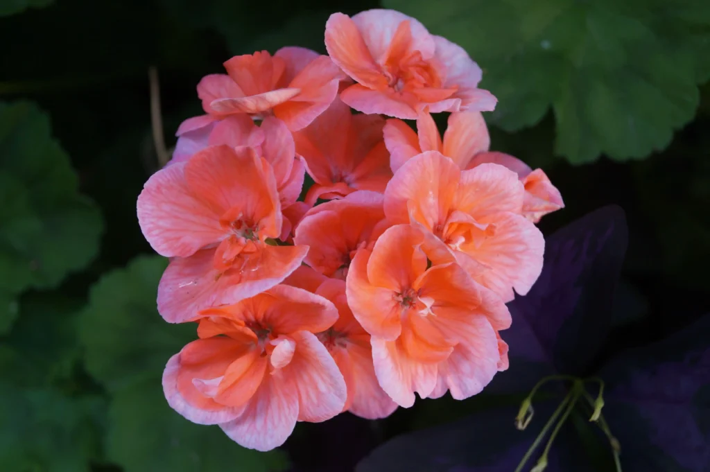 Orange Geranium