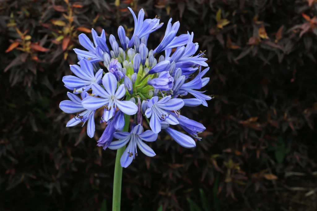 Blue Agapanthus (African Lily)