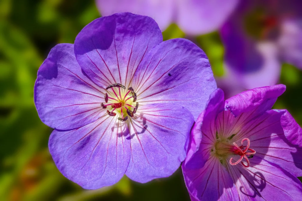 Blue Cranesbill Geranium