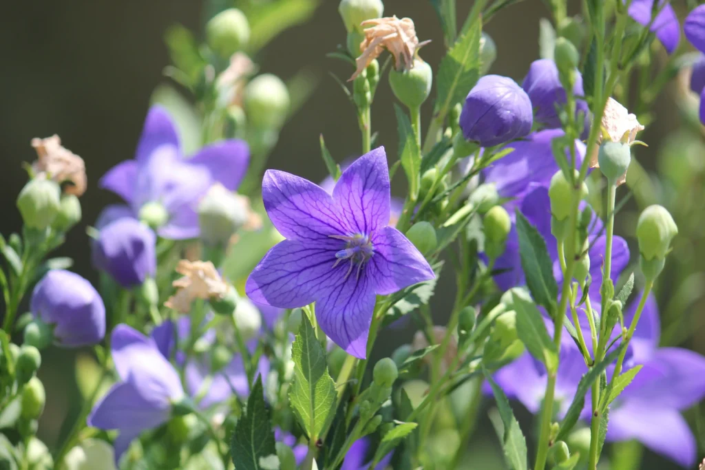 Balloon Flower