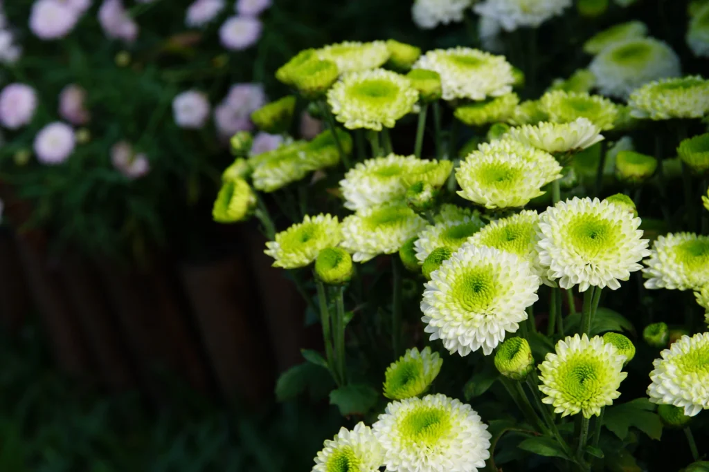 Green Chrysanthemum
