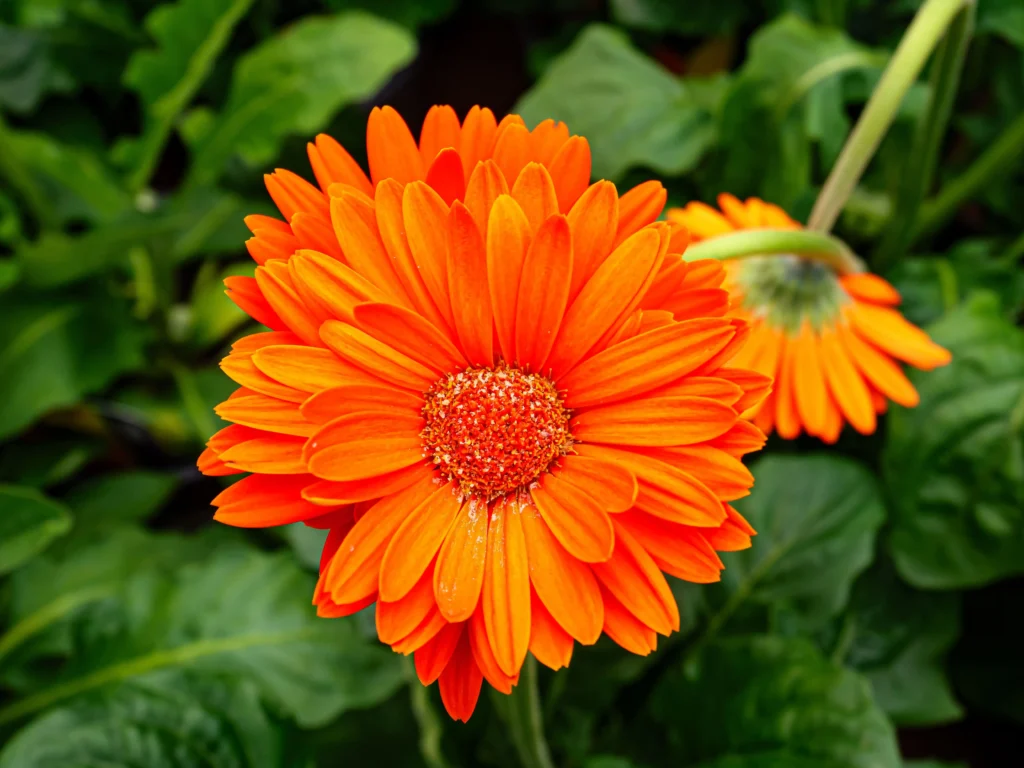 Orange Gerbera Daisy