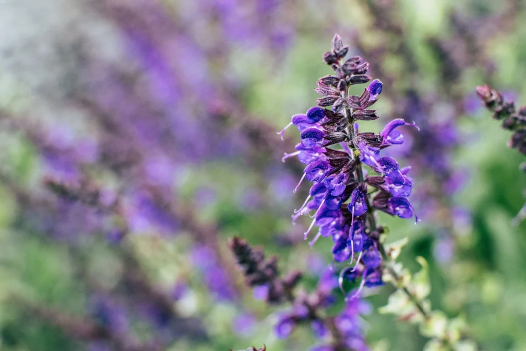 Purple Salvia