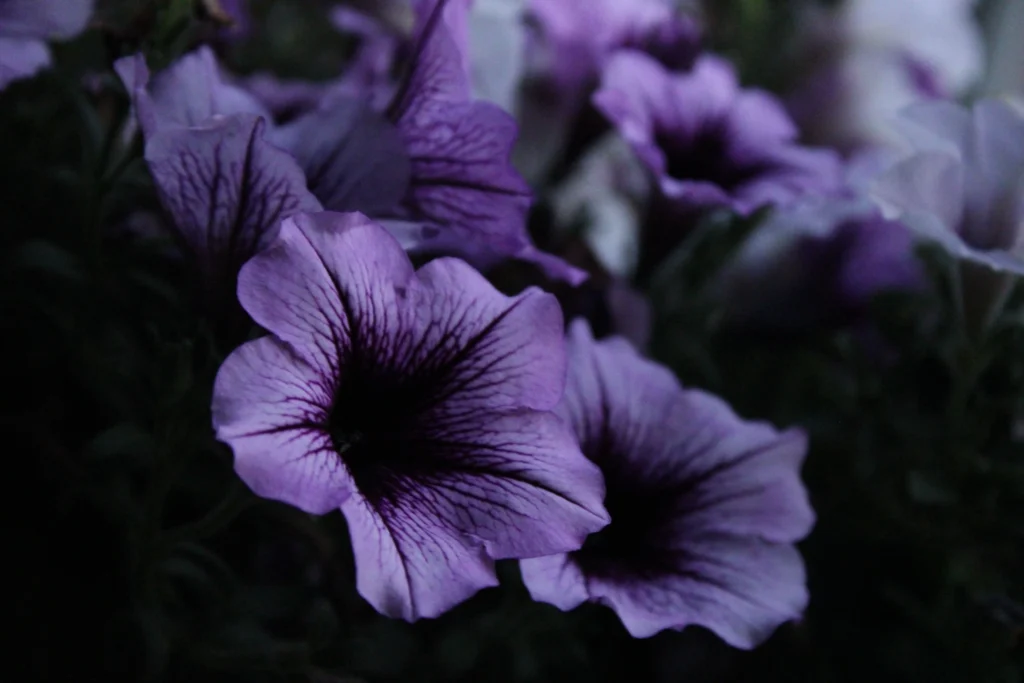 Black Petunia