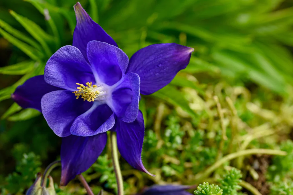 Blue Columbine