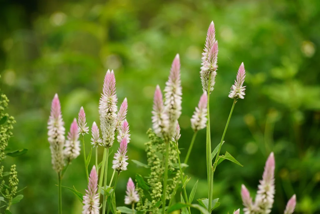 Green Wheat Celosia