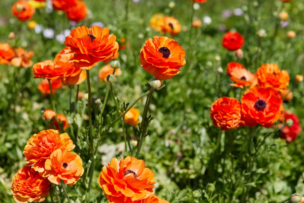  Orange Ranunculus