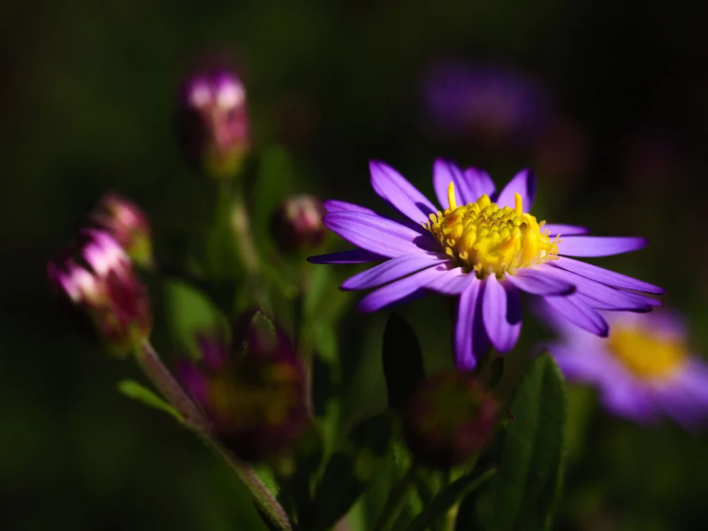 Purple Aster