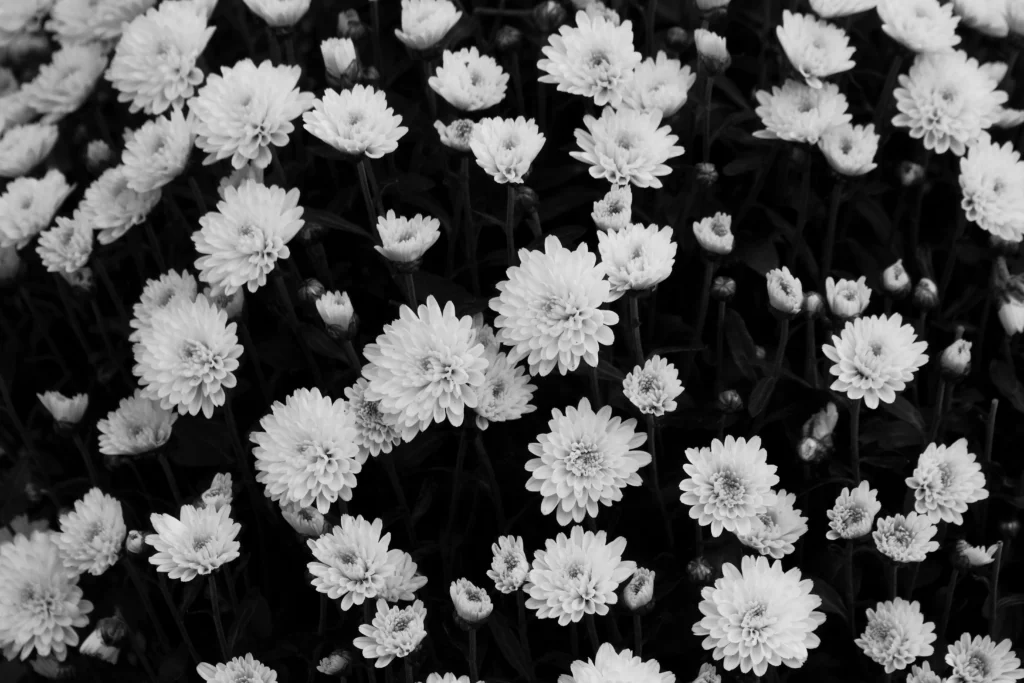 Black Chrysanthemum