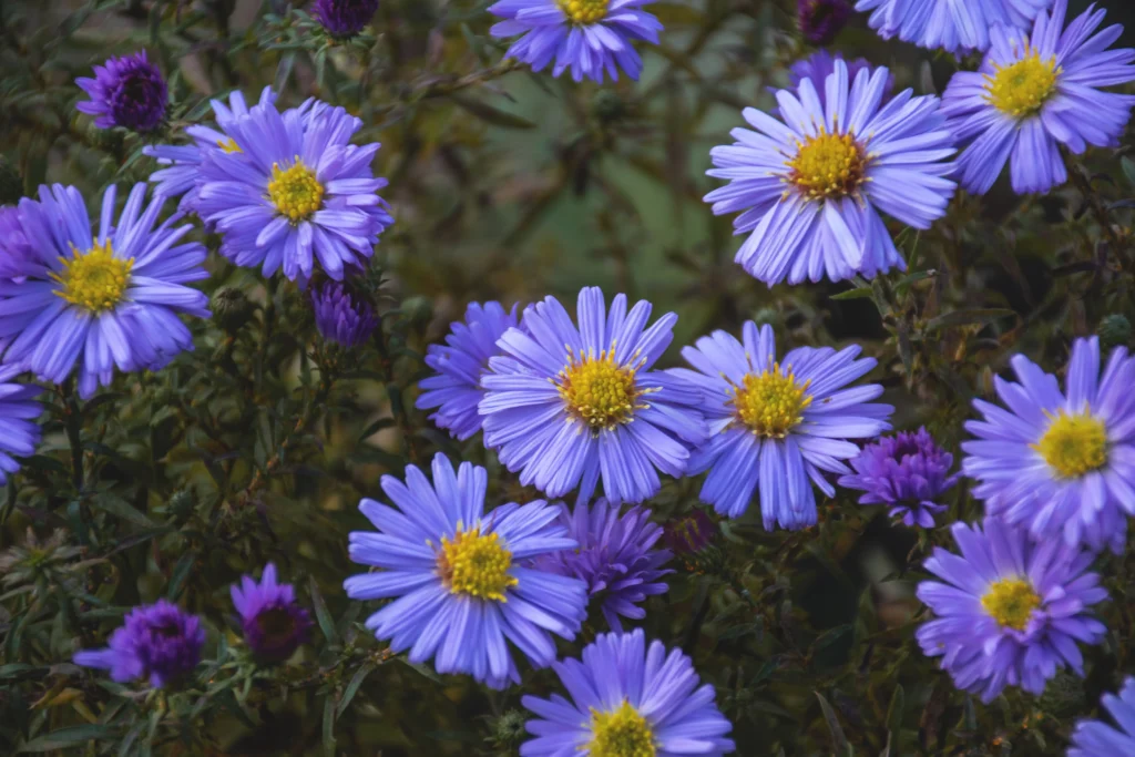Blue Aster