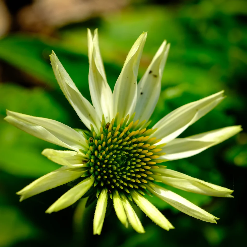 Green Envy Coneflower