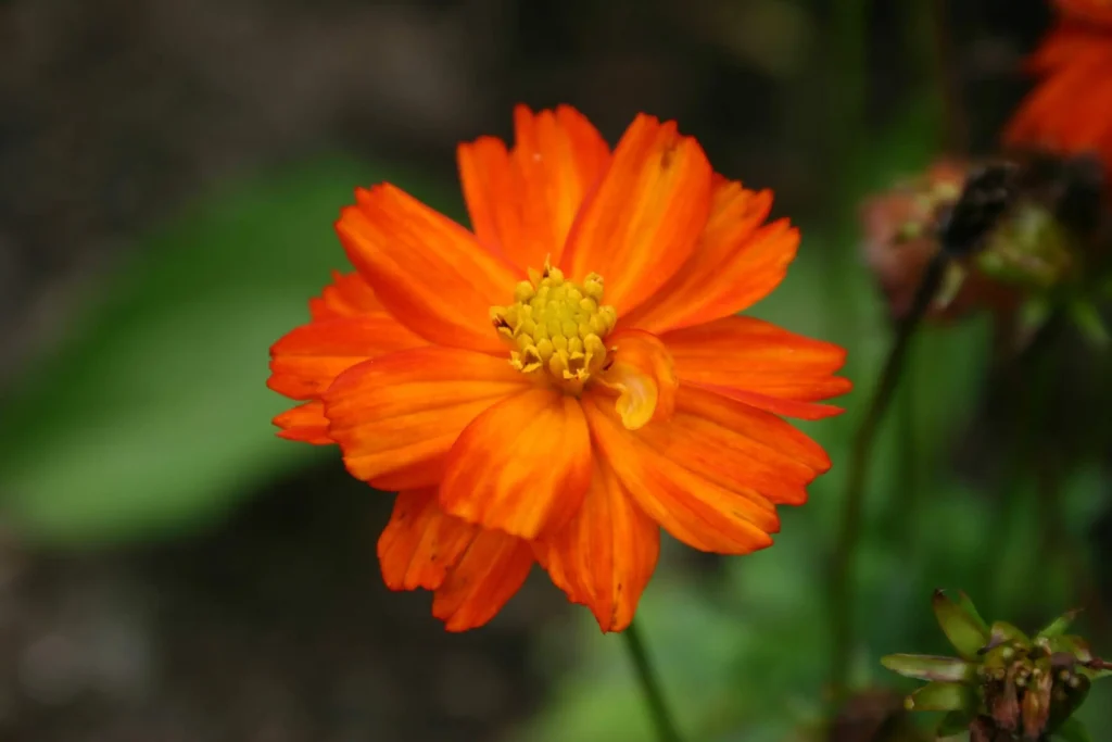 Orange Cosmos