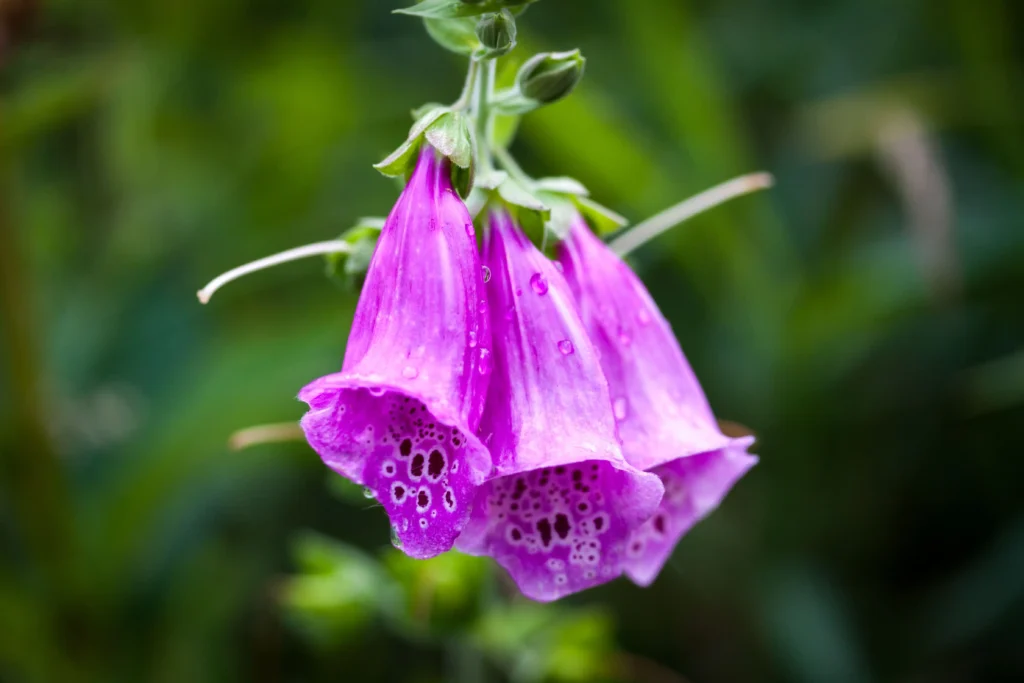 Purple Foxglove