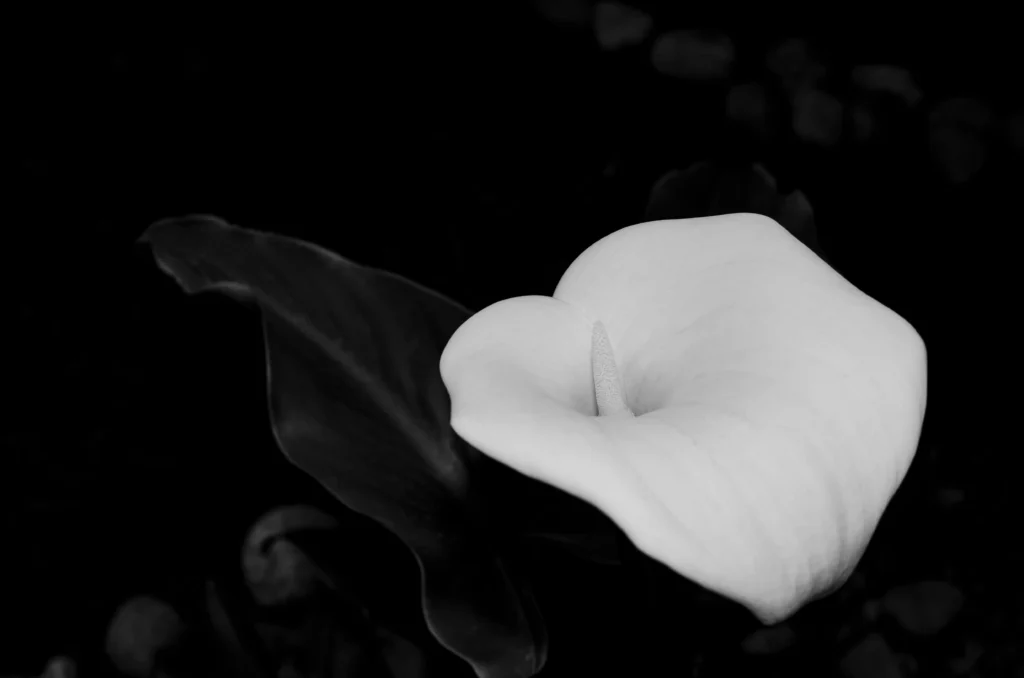 Black Calla Lily