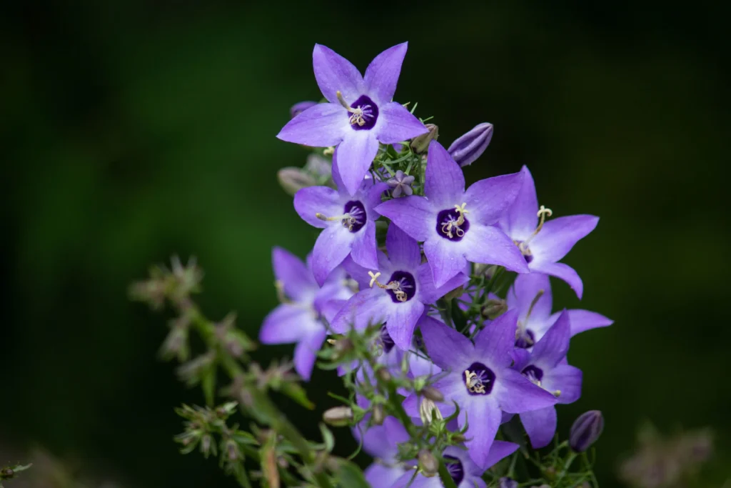 Blue Bellflower