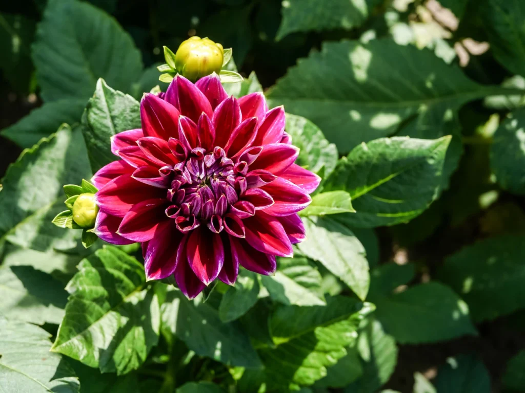 Green Dahlia