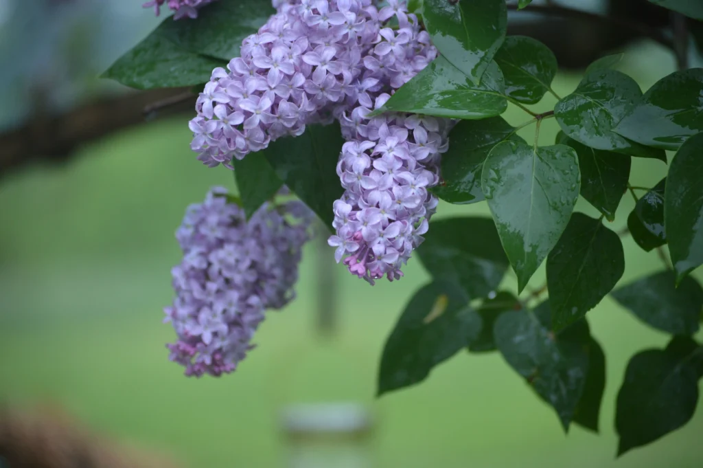 Lilac