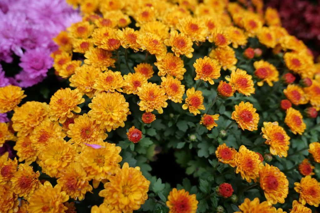 Orange Chrysanthemum